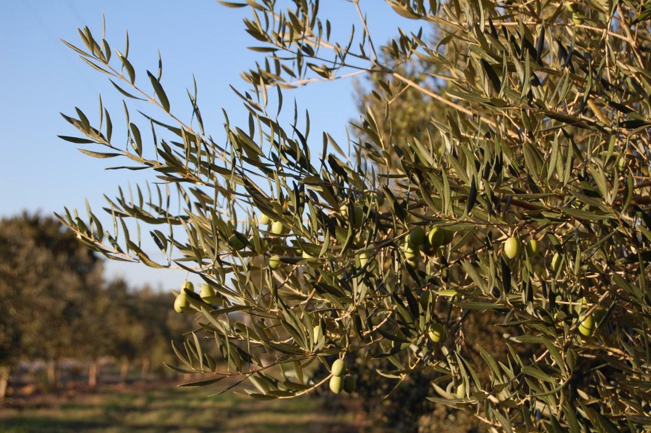 Herdade Da Burquilheira Family Retreat Alcáçovas 외부 사진